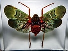 Image result for "macrocypridina Castanea". Size: 136 x 102. Source: entomoresin.com