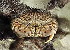 Image result for Calappa flammea Familie. Size: 143 x 102. Source: www.redbubble.com