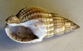 Image result for "nassarius Nitidus". Size: 164 x 102. Source: www.shells.cz