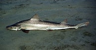 Image result for "mustelus Palumbes". Size: 194 x 102. Source: www.fishbase.org