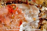 Image result for "portunus Macrophthalmus". Size: 154 x 102. Source: www.marinelifephotography.com