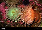 Image result for Urticina anemone. Size: 139 x 102. Source: www.alamy.com