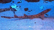 Image result for "cirrhoscyllium Japonicum". Size: 181 x 102. Source: www.sharkwater.com