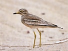 Image result for Eurasian Stone-curlew. Size: 136 x 102. Source: kuwaitbirds.org