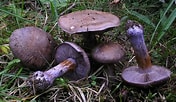 Afbeeldingsresultaten voor "acanthostaurus Purpurascens". Grootte: 176 x 102. Bron: identifier-les-champignons.com