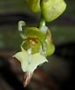 Image result for "mysidopsis Gibbosa". Size: 85 x 102. Source: www.epharmacognosy.com