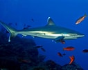 Image result for "carcharhinus Signatus". Size: 127 x 102. Source: animaldiversity.org