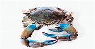 Image result for Blauwe zwemkrab. Size: 196 x 102. Source: www.knack.be