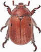 Afbeeldingsresultaten voor "puerulus Velutinus". Grootte: 81 x 102. Bron: australian.museum