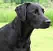 Image result for Labrador Retriever. Size: 106 x 102. Source: retrieverlabrador1.blogspot.com