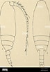 Image result for Chiridius poppei Geslacht. Size: 72 x 102. Source: www.alamy.com