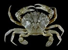 Image result for "liocarcinus Pusillus". Size: 138 x 102. Source: commons.wikimedia.org
