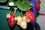 Image result for Strawberry Plants. Size: 152 x 102. Source: arieskitchen.net