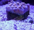 Image result for Cyphastrea Aquarium. Size: 118 x 102. Source: www.reef2reef.com