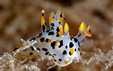 Image result for "thecacera Pennigera". Size: 162 x 102. Source: www.pinterest.com