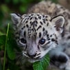 Résultat d’image pour Newborn Baby Snow leopard. Taille: 102 x 102. Source: comozooconservatory.org