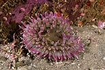 Image result for Urticina anemone. Size: 154 x 102. Source: scuba.spanglers.com
