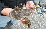 Image result for Fourhorn Sculpin. Size: 157 x 102. Source: www.roughfish.com