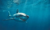 Image result for Moving Wallpapers, Sharks. Size: 165 x 102. Source: wallpapersafari.com
