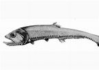 Image result for PHOSICHTHYIDAE Phylum. Size: 144 x 102. Source: fishesofaustralia.net.au
