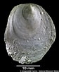 Image result for "pododesmus Squama". Size: 84 x 102. Source: naturalhistory.museumwales.ac.uk