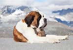 Image result for St. Bernard Dog Breed Lifespan. Size: 149 x 102. Source: www.bubblypet.com