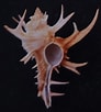 Image result for "tholospira cervicornis". Size: 92 x 102. Source: www.flickr.com