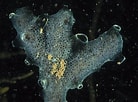 Image result for "diplosoma Listerianum". Size: 138 x 102. Source: www.britishmarinelifepictures.co.uk