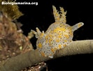 Image result for "thecacera Pennigera". Size: 133 x 102. Source: www.biologiamarina.org