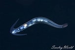 Afbeeldingsresultaten voor Cephalopyge. Grootte: 152 x 102. Bron: en.seaslug.world