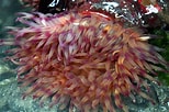 Image result for Urticina anemone. Size: 154 x 102. Source: www.reddit.com