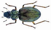 Image result for "pilodius Granulatus". Size: 174 x 102. Source: www.kaefer-der-welt.de
