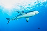 Image result for "carcharhinus Wheeleri". Size: 153 x 102. Source: www.istockphoto.com