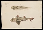 Image result for "heterodontus Portusjacksoni". Size: 145 x 102. Source: museumsvictoria.com.au