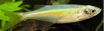 Image result for "einara Macrolepis". Size: 333 x 102. Source: biotopfish.com