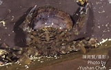 Image result for "charybdis Orientalis". Size: 161 x 102. Source: taieol.tw