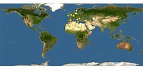 Afbeeldingsresultaten voor "odostomia Scalaris". Grootte: 205 x 102. Bron: www.discoverlife.org