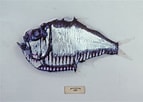 Image result for "argyropelecus Gigas". Size: 143 x 102. Source: enciclovida.mx