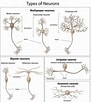 Image result for Unipolar Neuron. Size: 91 x 102. Source: www.wisegeek.com