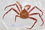 Image result for "lithodes Maja". Size: 154 x 102. Source: www.marinespecies.org