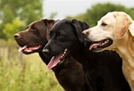 Labrador Retriever Hunderassen-க்கான படிம முடிவு. அளவு: 151 x 102. மூலம்: petsure.com.au