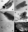 Image result for Nematoscelis difficilis. Size: 92 x 102. Source: www.researchgate.net