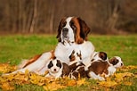 Image result for St. Bernard Dog Breed Lifespan. Size: 154 x 102. Source: dogcorner.net