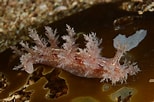 Image result for "dendronotus Frondosus". Size: 154 x 102. Source: www.britishmarinelifepictures.co.uk
