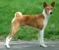 Image result for Basenji Hund. Size: 121 x 102. Source: animalsbreeds.com