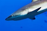 Image result for "carcharhinus Wheeleri". Size: 153 x 102. Source: www.istockphoto.com
