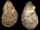 Afbeeldingsresultaten voor Crassostrea virginica. Grootte: 138 x 102. Bron: jaxshells.org