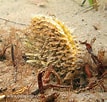 Image result for Grote steekmossel. Size: 107 x 102. Source: www.naturephoto-cz.com