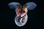 Image result for "Limacina trochiformis". Size: 154 x 102. Source: canadajournal.net