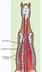 Billedresultat for kamster Soort Anatomie. størrelse: 60 x 102. Kilde: www.pinterest.com